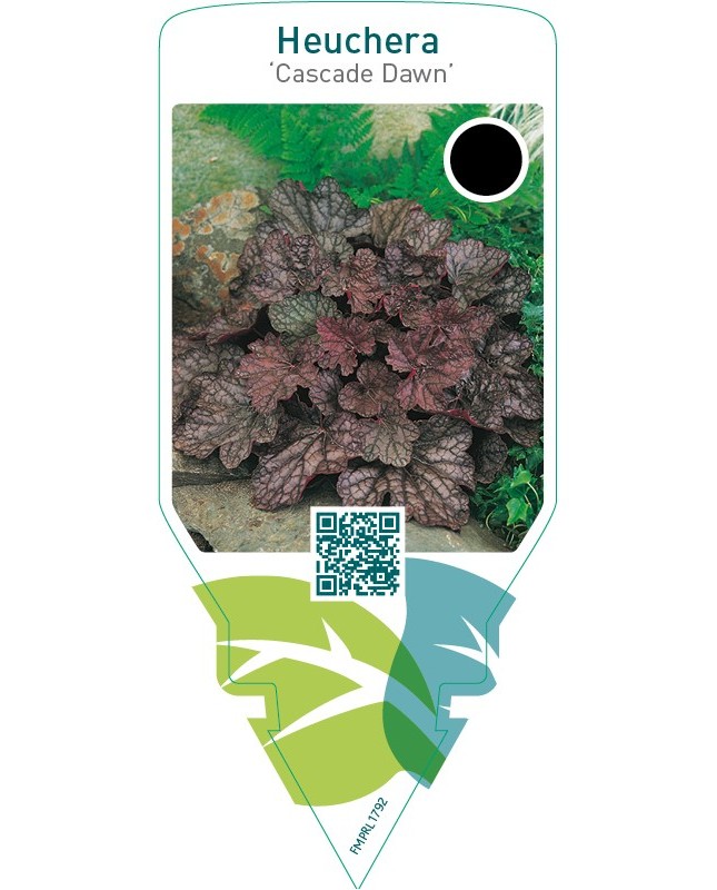 Heuchera ‘Cascade Dawn’