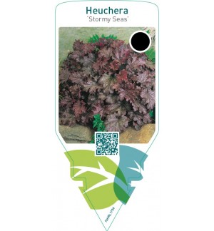 Heuchera ‘Stormy Seas’
