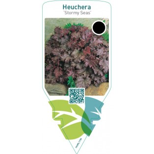 Heuchera ‘Stormy Seas’