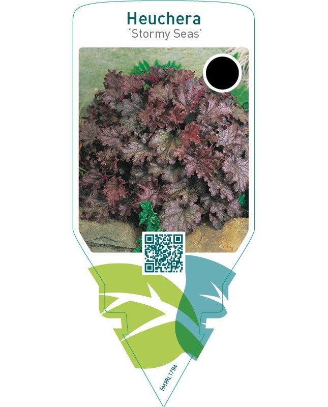 Heuchera ‘Stormy Seas’