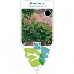Heuchera ‘Strawberry Swirl’