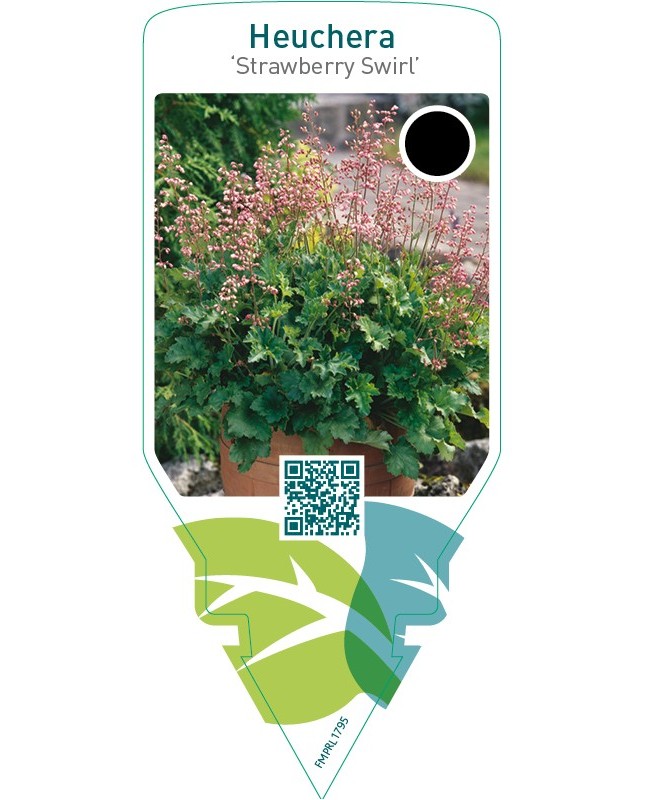 Heuchera ‘Strawberry Swirl’