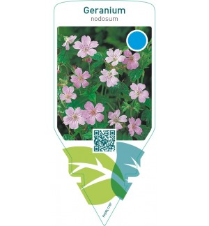 Geranium nodosum