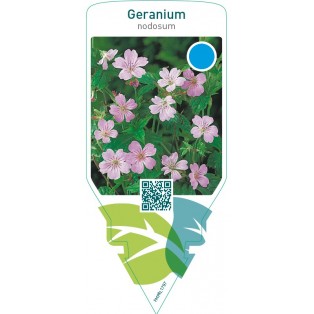 Geranium nodosum