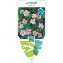 Geranium nodosum