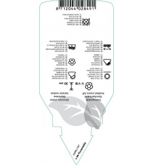 Etichette di Geranium nodosum *