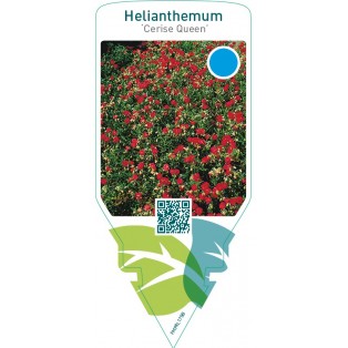 Helianthemum ‘Cerise Queen’
