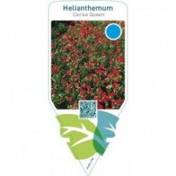Helianthemum ‘Cerise Queen’