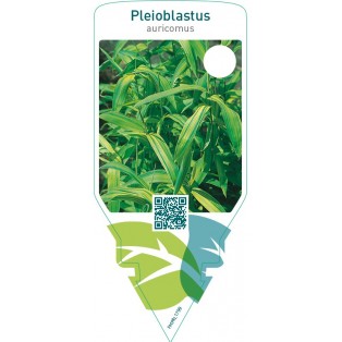 Pleioblastus auricomus