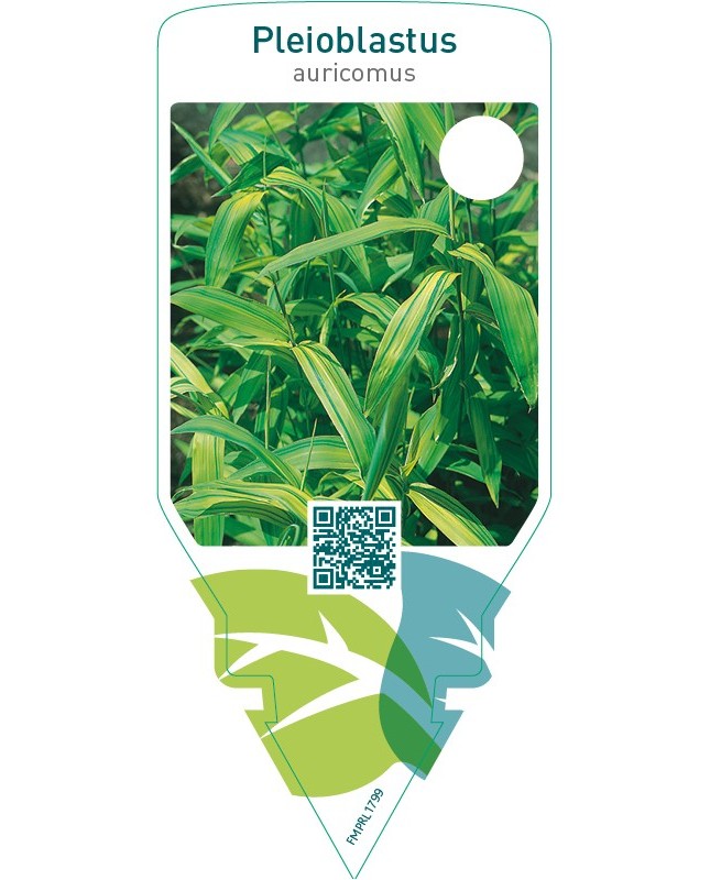 Pleioblastus auricomus
