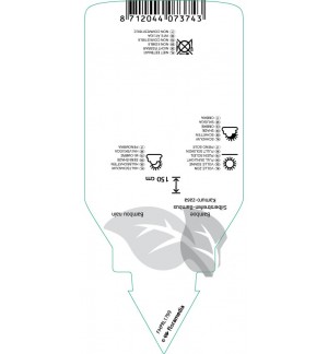 Etichette di Pleioblastus auricomus *