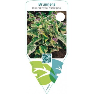 Brunnera macrophylla ‘Variegata’