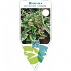 Brunnera macrophylla ‘Variegata’
