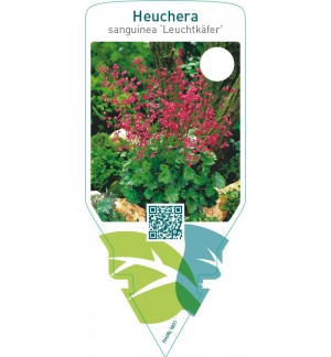 Heuchera sanguinea ‘Leuchtkäfer’