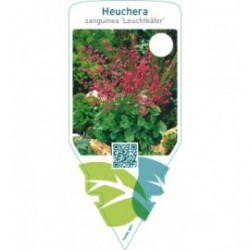 Heuchera sanguinea ‘Leuchtkäfer’