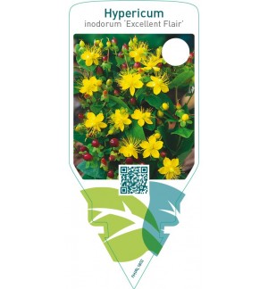 Hypericum inodorum ‘Excellent Flair’