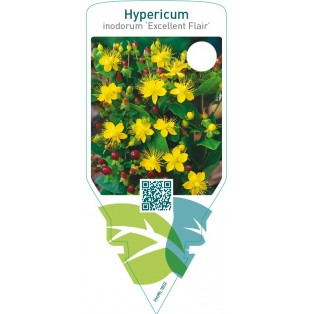 Hypericum inodorum ‘Excellent Flair’