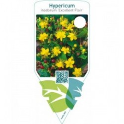 Hypericum inodorum ‘Excellent Flair’