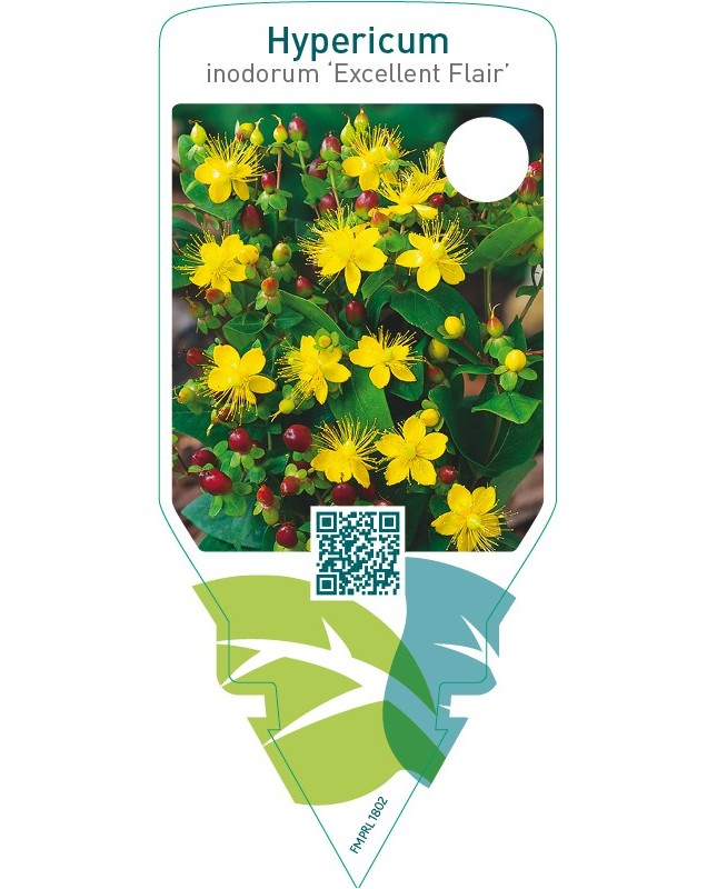 Hypericum inodorum ‘Excellent Flair’