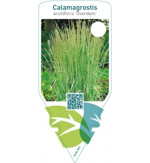 Calamagrostis acutiflora ‘Overdam’