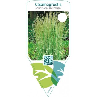 Calamagrostis acutiflora ‘Overdam’