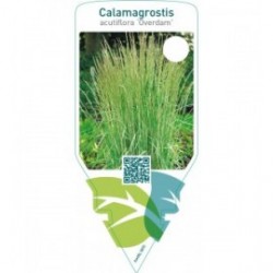 Calamagrostis acutiflora ‘Overdam’