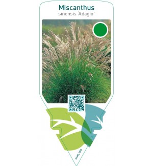 Miscanthus sinensis ‘Adagio’