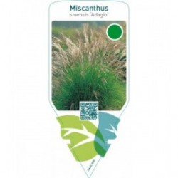 Miscanthus sinensis ‘Adagio’