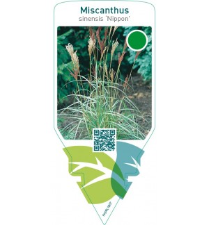 Miscanthus sinensis ‘Nippon’