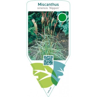 Miscanthus sinensis ‘Nippon’