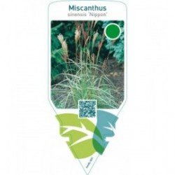 Miscanthus sinensis ‘Nippon’