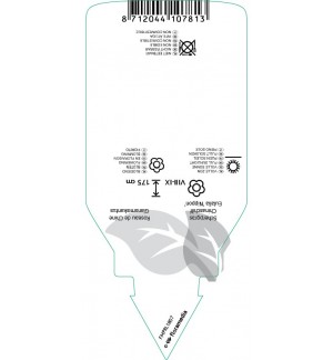 Etichette di Miscanthus sinensis ‘Nippon’ *