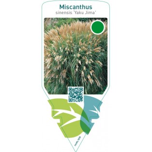 Miscanthus sinensis ‘Yahushima Dwarf’