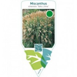 Miscanthus sinensis ‘Yahushima Dwarf’