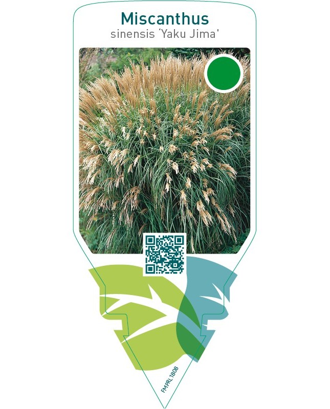 Miscanthus sinensis ‘Yahushima Dwarf’