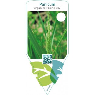 Panicum virgatum ‘Prairie Sky’