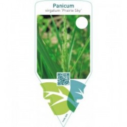 Panicum virgatum ‘Prairie Sky’