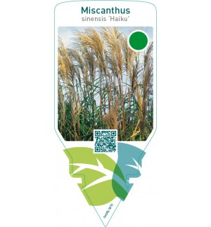 Miscanthus sinensis ‘Haiku’