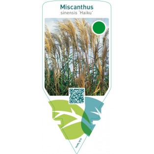 Miscanthus sinensis ‘Haiku’