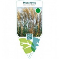 Miscanthus sinensis ‘Haiku’