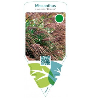 Miscanthus sinensis ‘Krater’