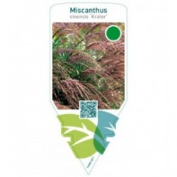 Miscanthus sinensis ‘Krater’