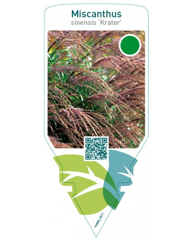 Miscanthus sinensis ‘Krater’