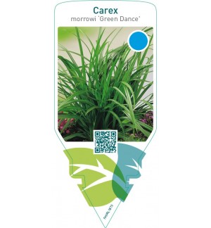 Carex morrowii ‘Green Dance’