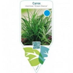 Carex morrowii ‘Green Dance’