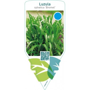 Luzula sylvatica ‘Bromel’