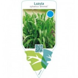 Luzula sylvatica ‘Bromel’