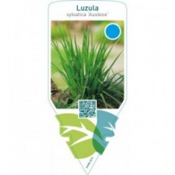 Luzula sylvatica ‘Auslese’