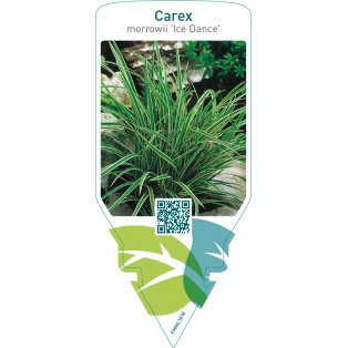 Carex morrowii ‘Ice Dance’