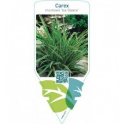 Carex morrowii ‘Ice Dance’